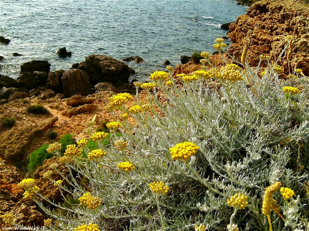 helichrysum italicum plant sun gold